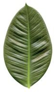 One green leaf of rubber tree