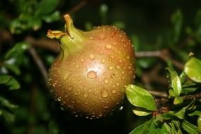 pomegranate fruits with droplets gardening