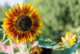 brown yellow sun flower