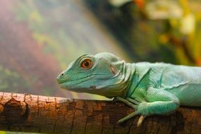 picture of the green lizard