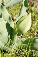 tulip flower bud in the spring