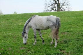 Landscape with the beautiful horse on the meadow