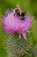 bee on pink flower macro