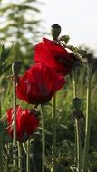 dark red poppy buds