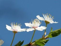 flowers of wild plums on the branch