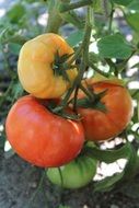 yellow, red and green tomatoes on a branch
