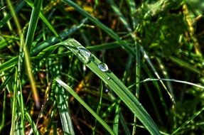 nature grass macro
