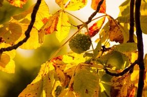 Chestnut branch with yellow leaves