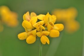 yellow flower blossom in sunny day close