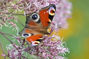 Peacock butterfly on pink flowers