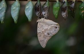 Picture of butterfly cocoons