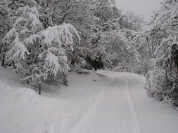 snowy road through fir forest