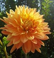 Close-up of the beautiful, blooming, yellow dahlia flower in light