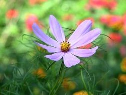 stunning cosmea flower
