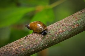 snail with brown shell on a branch