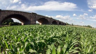 highway bridge and cornfield landscape