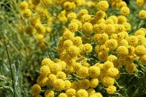 blooming yellow mimosa