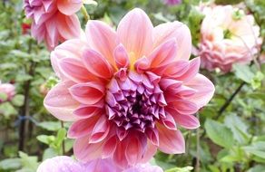 stunning dahlia flower