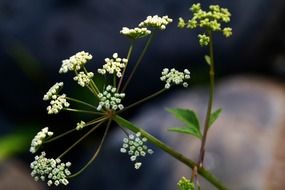 white clusters of wild flower