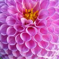 spherical pale purple dahlia close up