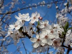 Light white flowers in spring