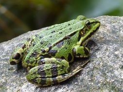 green frog on stone