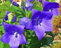 Purple platycodon grandiflorus flowers in garden
