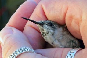 cute bird is sitting in the hands of man