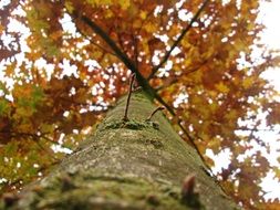 autumn foliage