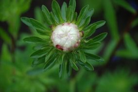 splendiferous white flowers