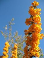 spectacular bright floral