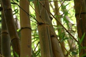 Picture of the bamboo plants