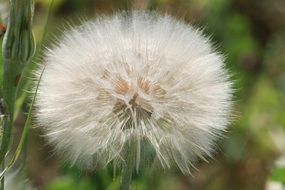 serpent root, Scorzonera, blowball close up on a blurred background