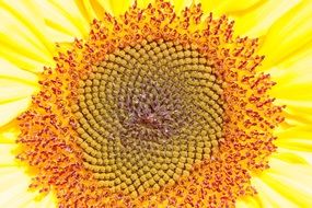 beautiful sun flower macro