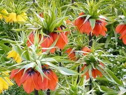 yellow and orange flowers of the imperial crown