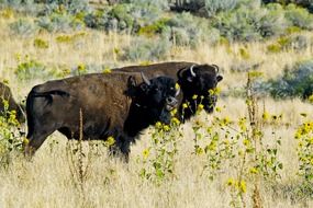 Beautiful Bison among the colorful plants in the wildlife