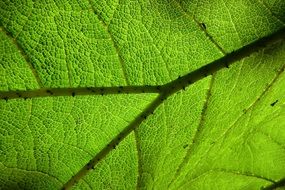 leaves macro photo