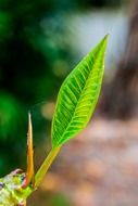 young green leaves in spring