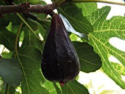 mature fig fruit on the tree