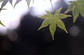 tree leaf in spiderweb close-up on a blurred background