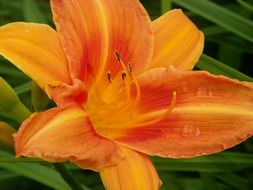 Orange daylily flower blossoms