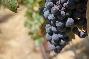 dark red grapes on branch country view