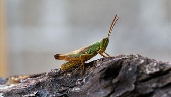 beautiful grasshopper