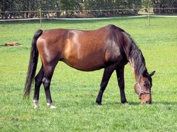 brown horse in countryside