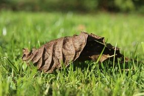 dried autumn leaf on green grass