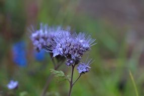 beautiful purple flower macro