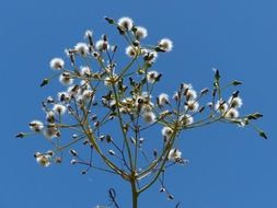 sow thistle, fluffy seedheads at sky