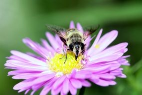 insect on a purple flower in the field