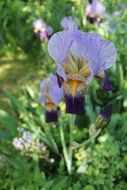 iris like a spring flower
