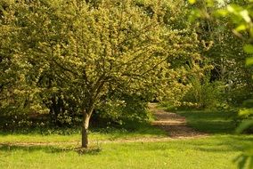 garden tree spring romantic scene